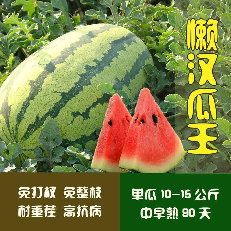 （新客立减）懒汉西瓜种子正品早熟四季播种少籽西瓜水果种籽