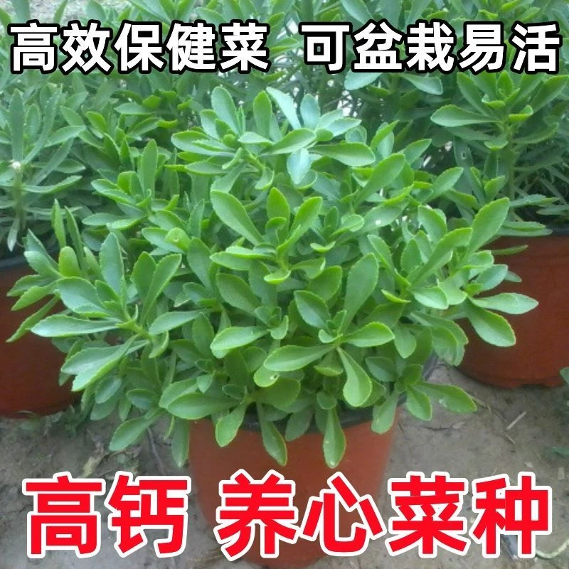 【连续采收】养心菜种子高钙救心菜室外可盆栽退三高植物蔬菜籽种植