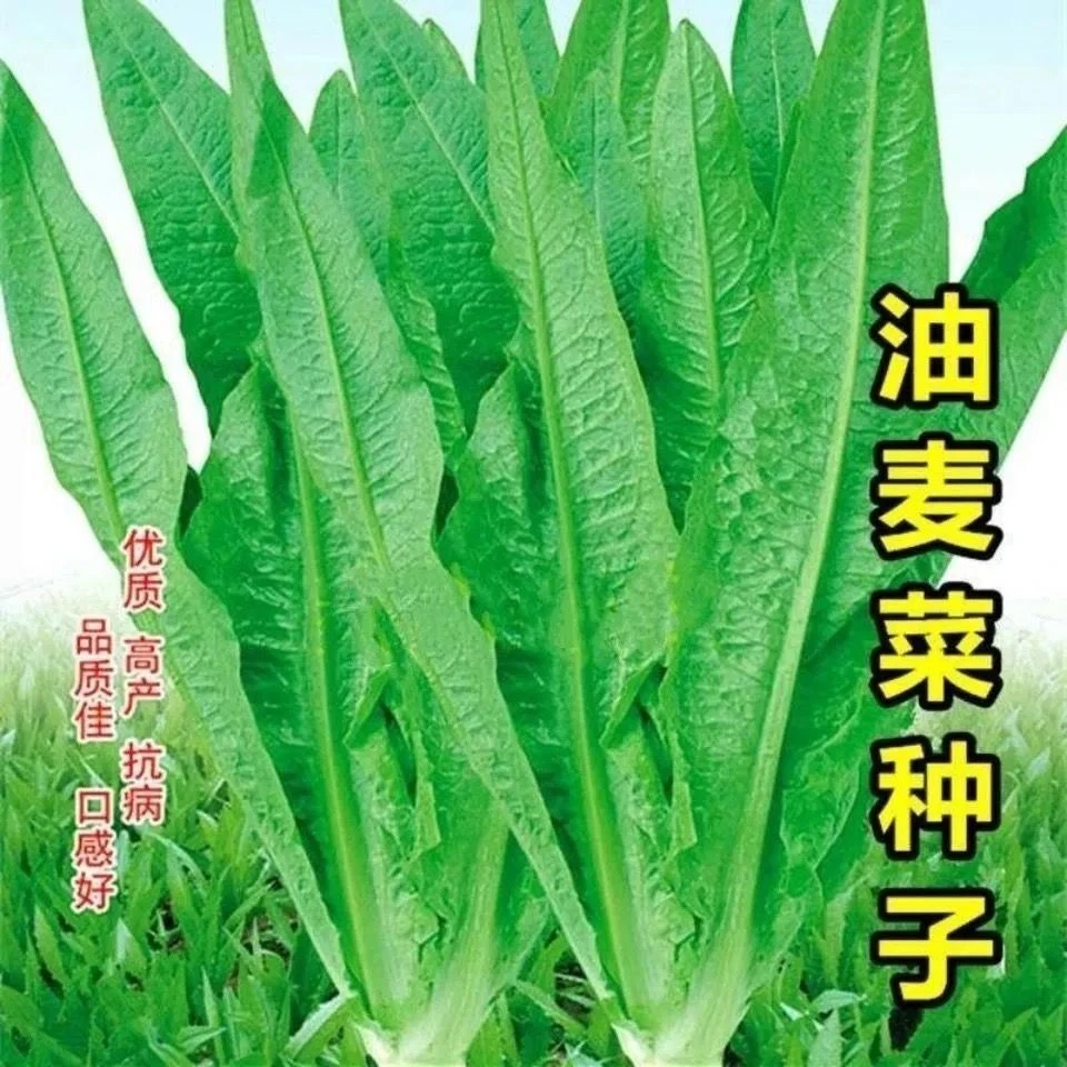 四季油麦菜种子耐热寒鲜嫩清香庭院盆栽四季春季秋蔬菜子大全