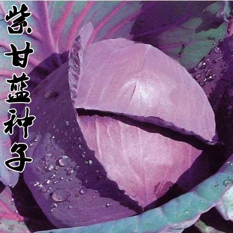 (新客立减)早熟紫甘蓝种子四季结球包心紫白菜种易种卷心蔬菜种籽