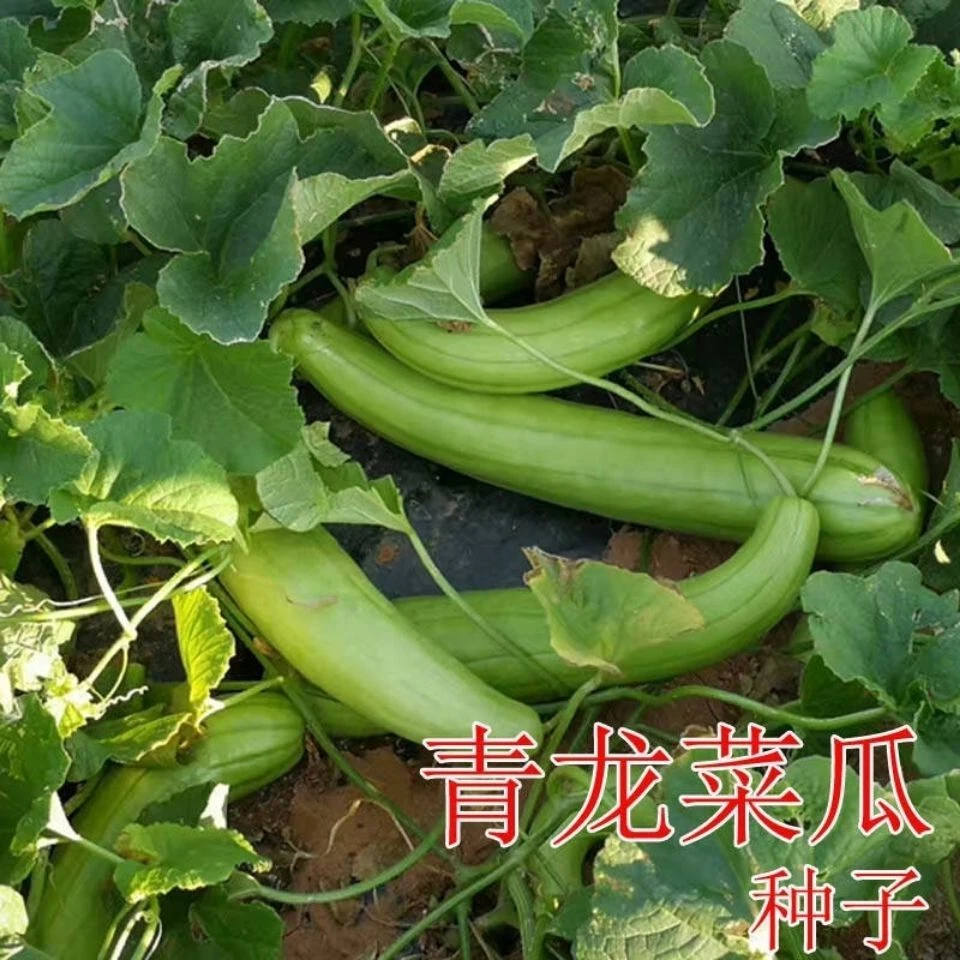 (新客立减)四季蔬菜青龙菜瓜种子菜瓜梢瓜种清香生食凉拌腌制耐热