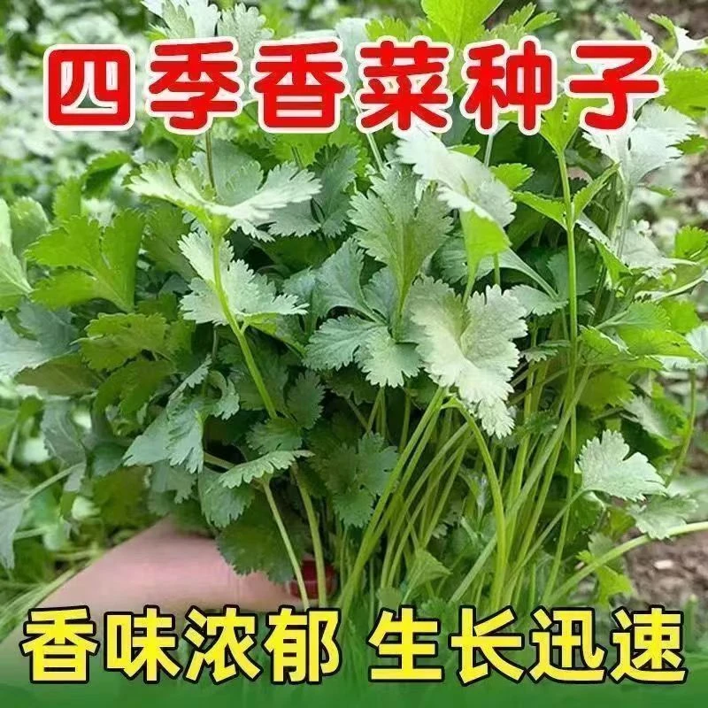 (新客立减)四季大叶香菜种子室内阳台盆栽香菜耐热四季播种香菜种