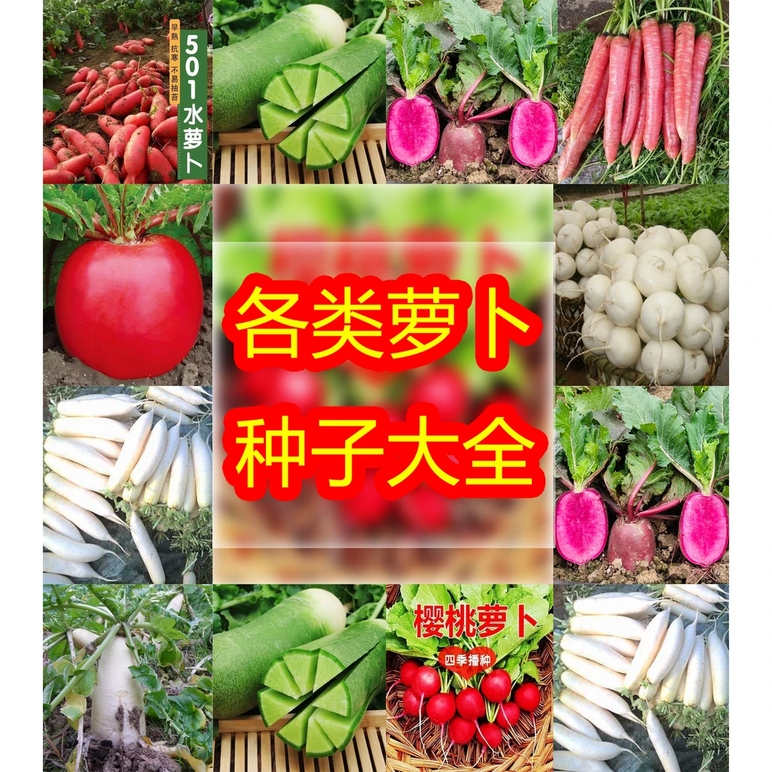 四季可种植萝卜种子多款可选大萝卜秋季播种蔬菜瓜果种子阳台