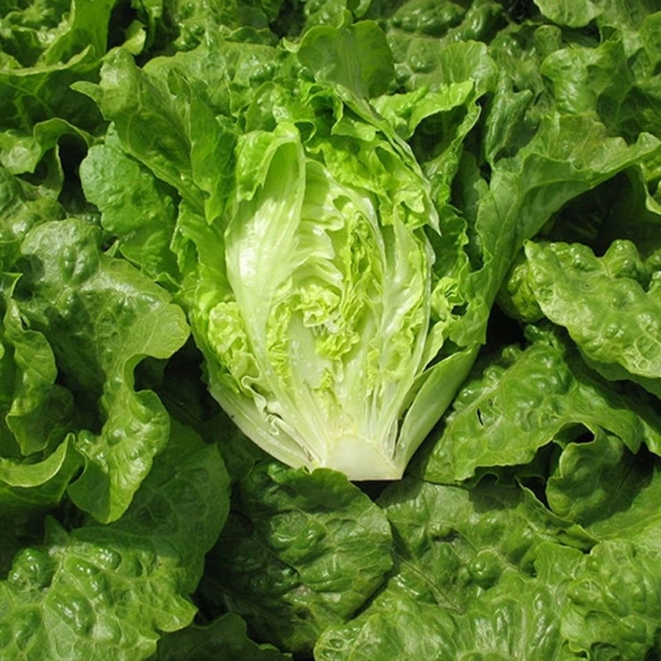 （新客立减）生菜种子意大利香甜籽四季种庭院阳台蔬菜盆栽种子地栽