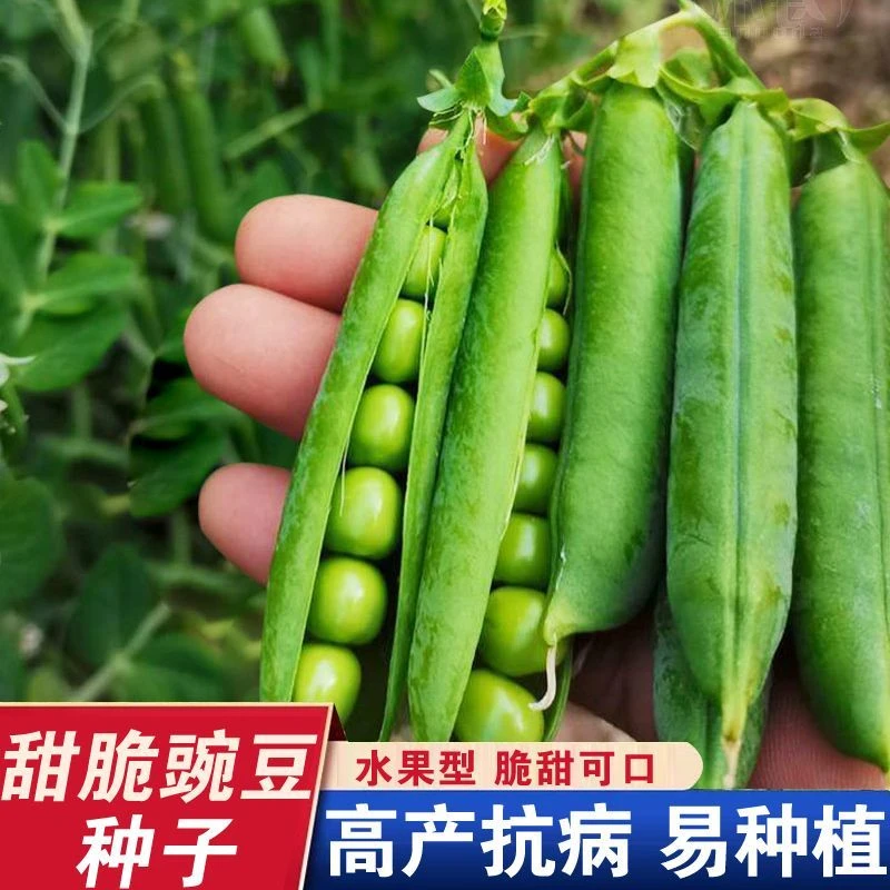 (新客立减)甜脆青豌豆种子菜豌豆种籽老品种耐寒豌豆籽荷兰豆