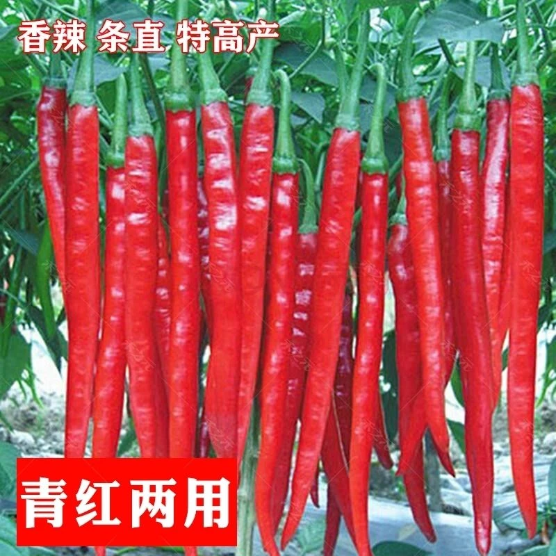 (新客立减)薄皮线椒种子超辣辣椒二荆条四季种籽籽蔬菜种四季