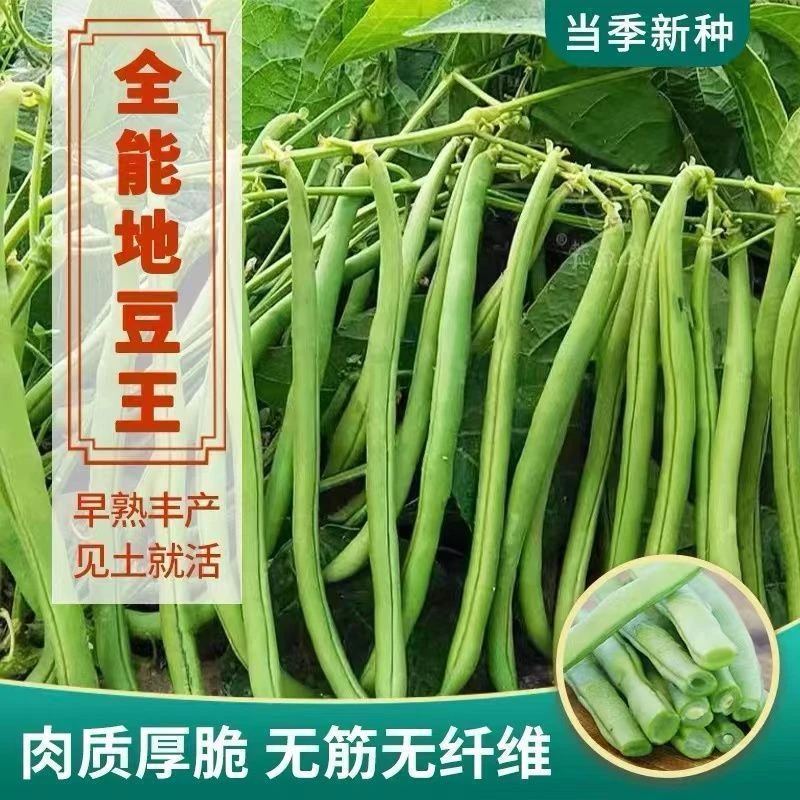 四季无架地豆种子不搭架豇豆豆角种子春夏秋菜豆矮生早生供豆