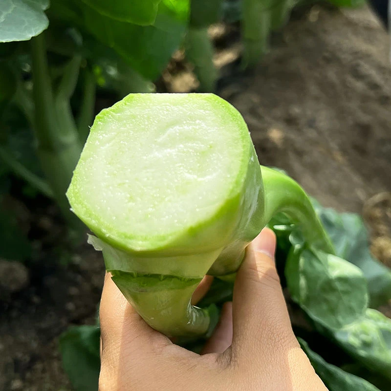 正宗鸡腿芥兰菜种子大芯芥兰芥蓝菜种籽耐热蔬菜嫩甜脆芥菜种孑