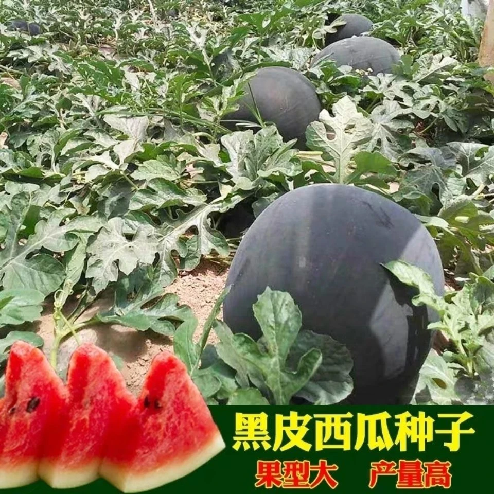 (新客立减)黑皮无籽西瓜种子中熟西瓜种子南方新品种无子黑皮西瓜