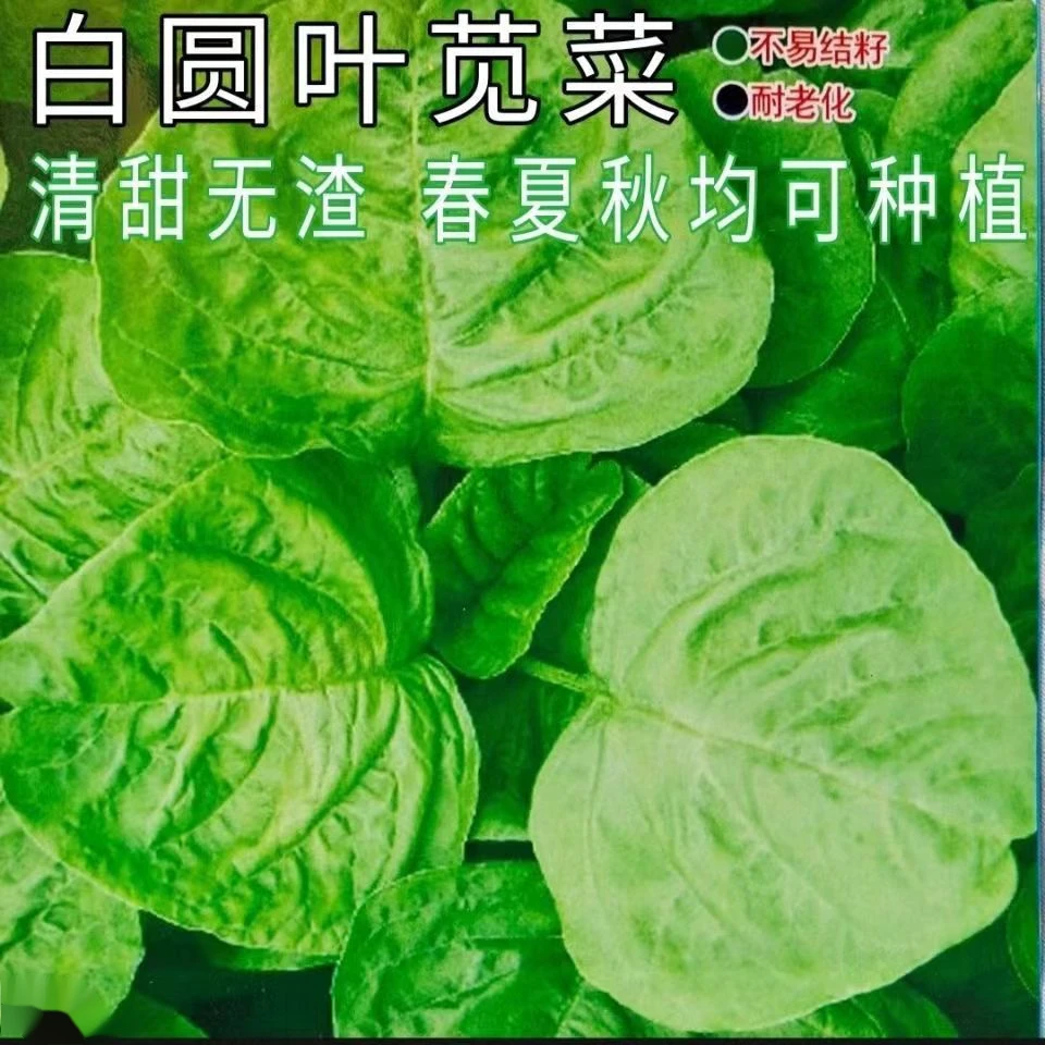 白圆叶苋菜种子籽孑糯米菜抗病高产懒人四季蔬菜青菜种籽阳台庭院