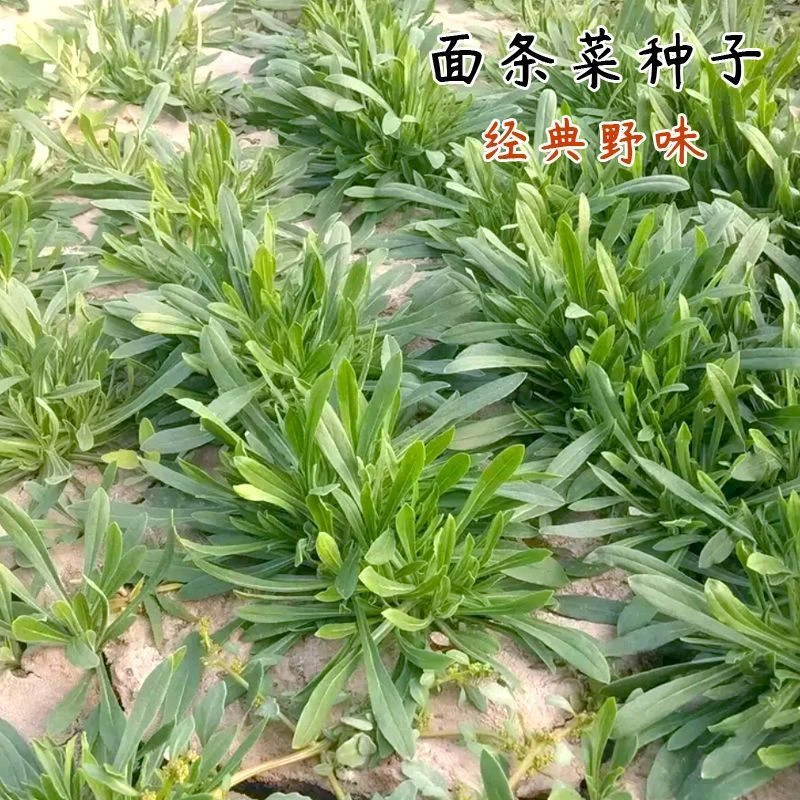 (新客立减)野菜面条菜种子四季耐冬耐冻南方面条菜秋冬季蔬菜种子