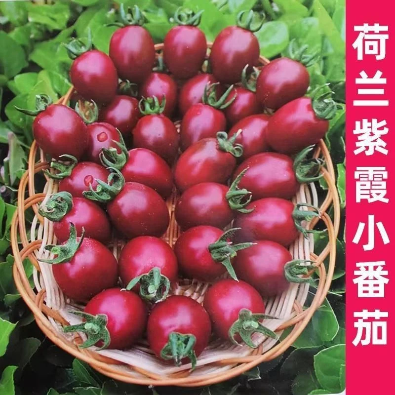 (新客立减)荷兰紫霞小番茄种子西红柿籽水果樱桃番茄盆栽蔬菜种子