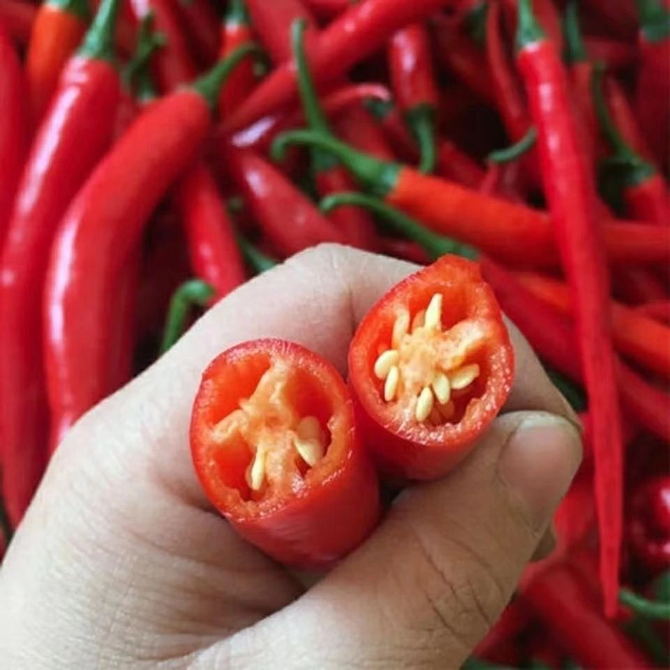 (新客立减)香辣8819线椒种子辣干辣椒皱皮红辣椒线椒小院种植