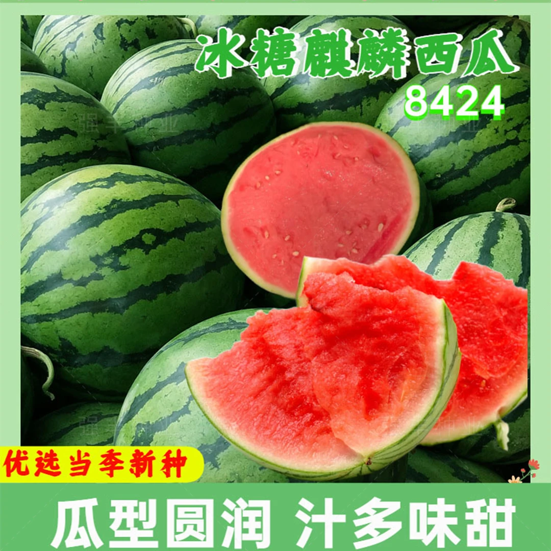 8424麒麟少籽西瓜种子无籽特大巨型甜王南方四季蔬菜水果种孑