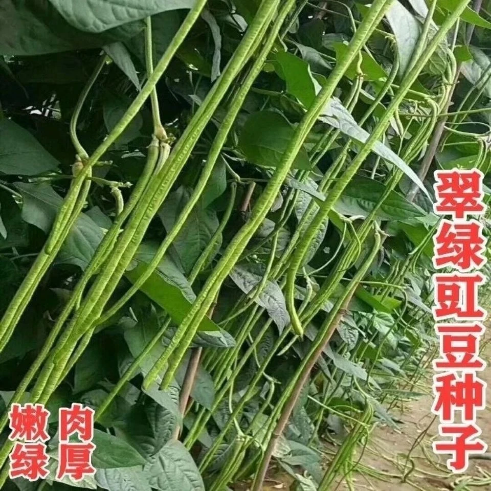 (新客立减)小五叶特长豆角种子五叶耐热压塌架特长豆角种子春秋种