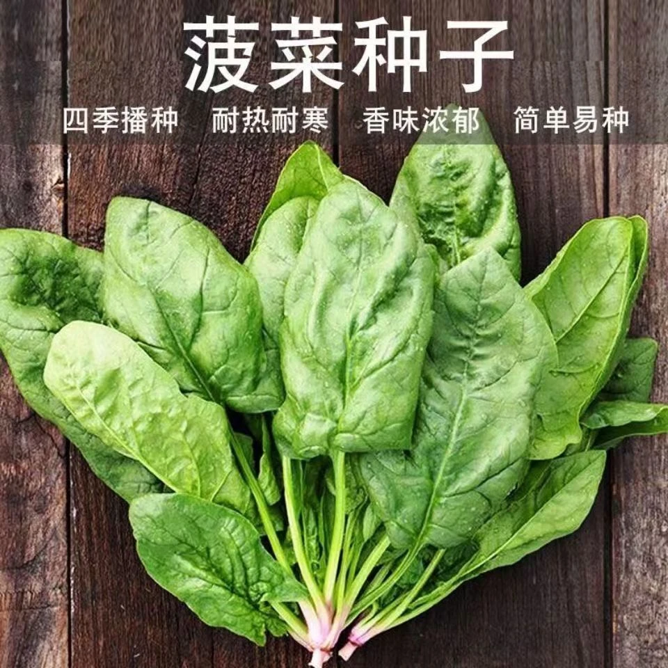 （新客立减）耐寒耐热红根大叶菠菜种子四季家庭盆栽小院蔬菜