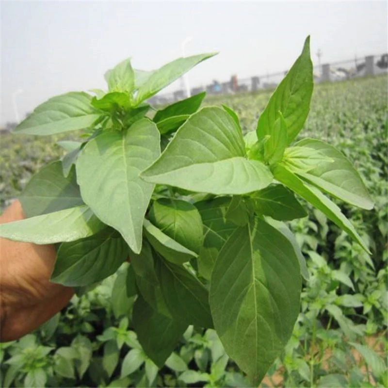 (新客立减)荆芥菜籽大叶荆芥种子菜籽蔬菜种子四季荆菜农家田园种