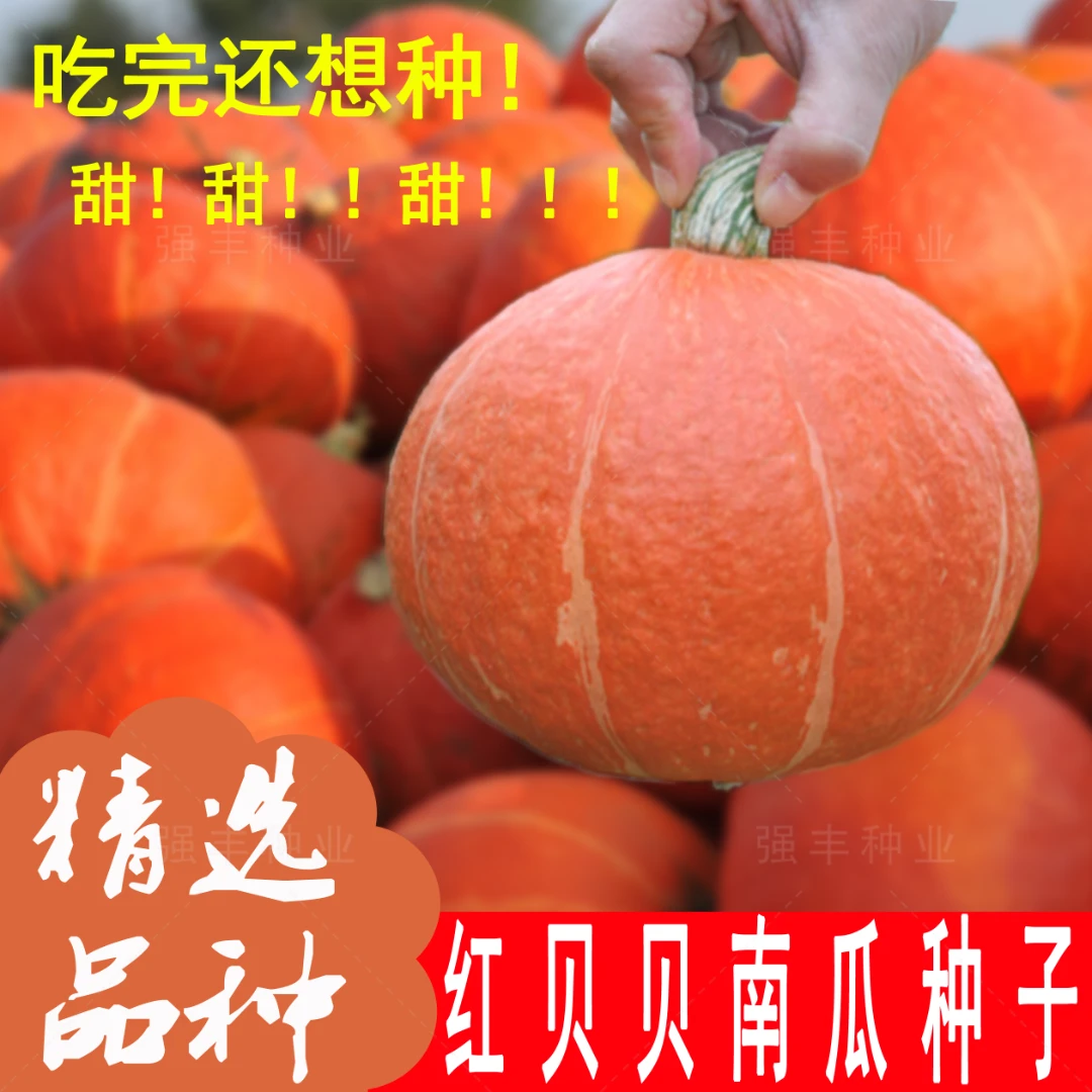 (新客立减)红蜜板栗贝贝南瓜种籽红栗南瓜种子香甜糯四季蔬菜