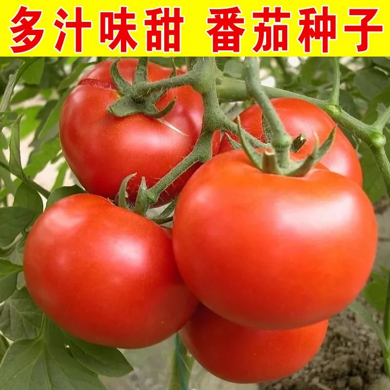 (新客立减)大红168番茄种子品种红色沙瓤西红柿种子阳台盆栽蔬菜