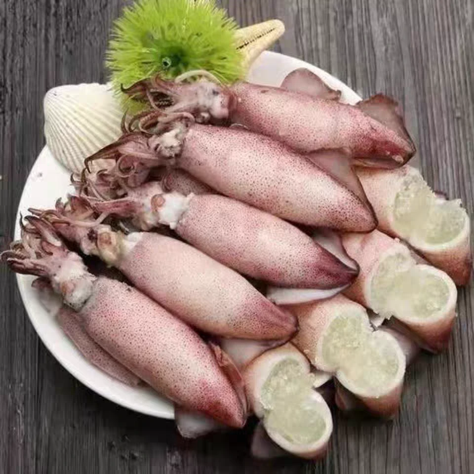 (海兔-笔管鱼）全母真籽顺丰冷链发货
