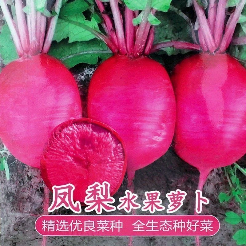 77【满5元包邮】凤梨萝卜种子