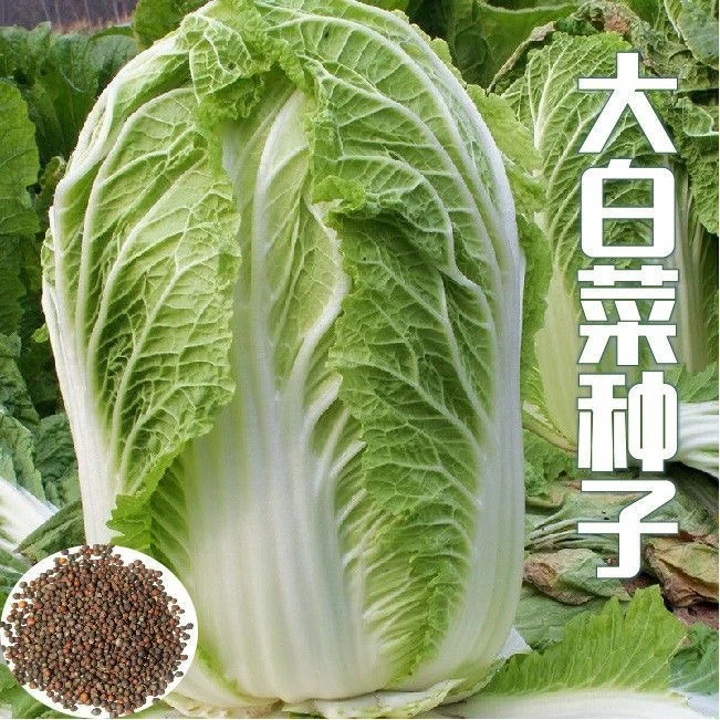 【全店满5元包邮】冬储38斤大白菜种子
