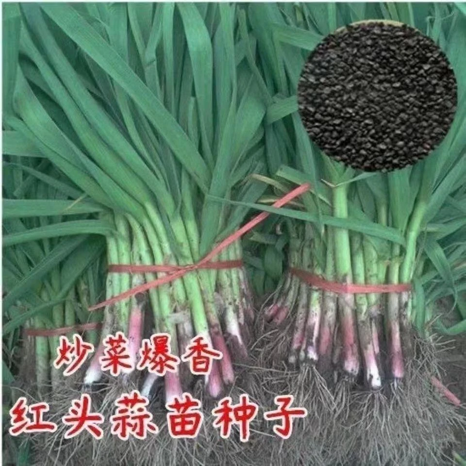 12【全店满5元包邮】四季宽叶蒜苗种子