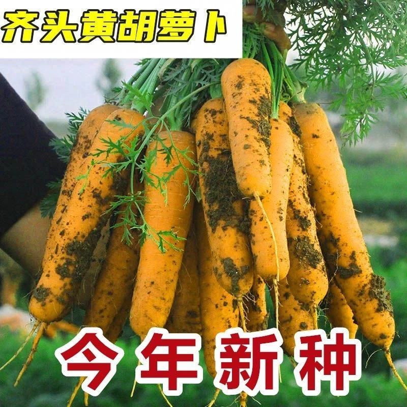 【全店满5元包邮】齐头黄胡萝卜种子