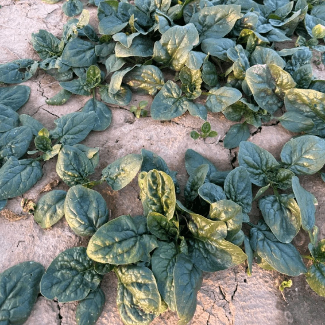 365河南露天趴地菠菜新鲜露天菠菜2斤3斤