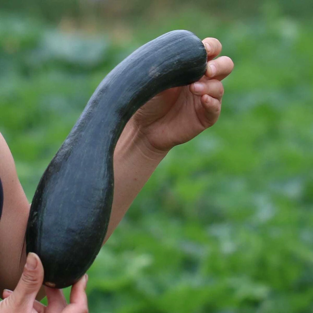 365现摘嫩南瓜新鲜倭瓜炒菜做饼包包子蔬菜包邮