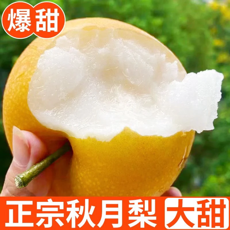河南新鲜水果正宗秋月梨皮薄肉厚大脆甜3斤5斤包邮酥脆爽口多汁