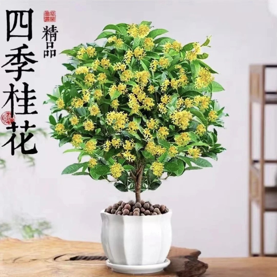 四季黄金桂花盆栽花卉植物阳台客厅种植室外桂花树苗