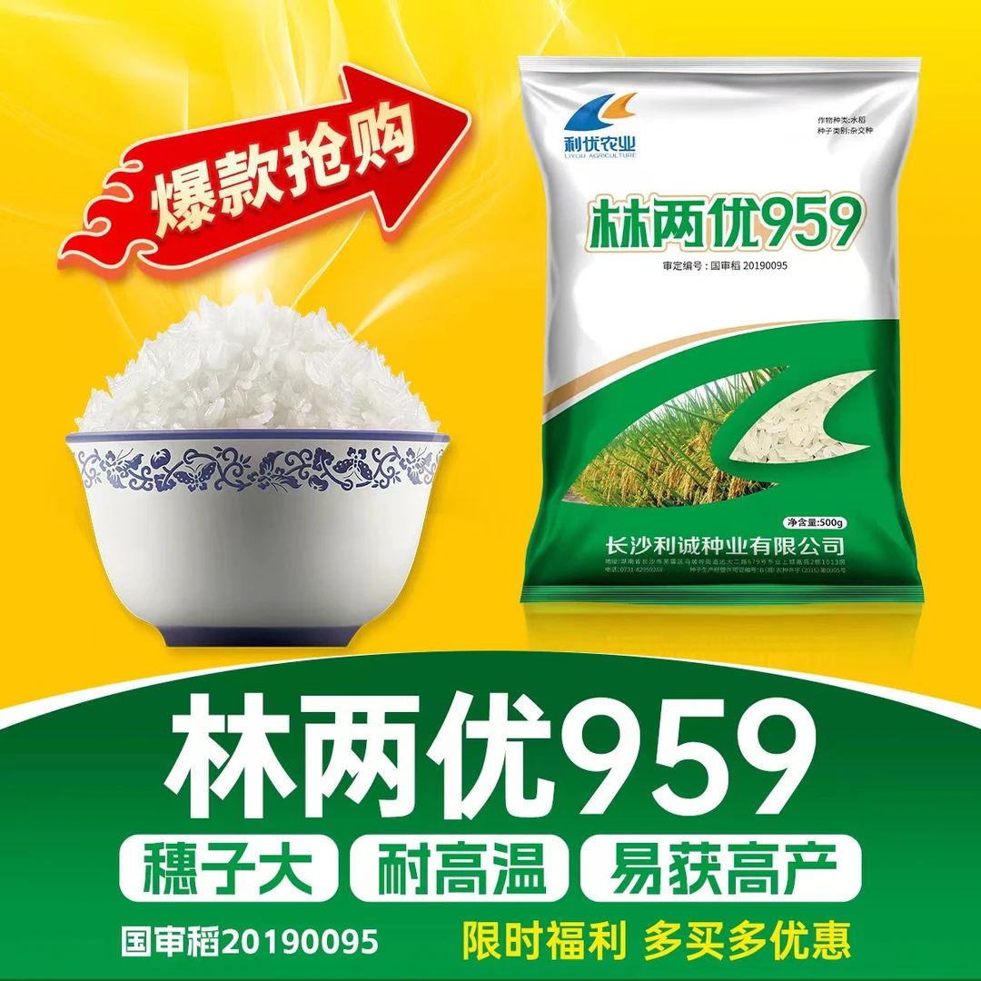 林两优959水稻优质籼型两系杂交水稻品种 穗大结实高丰产水稻种子