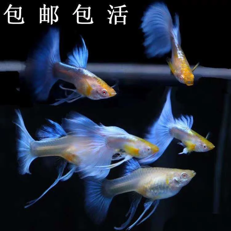 孔雀鱼-蓝白宽西2对起售 3个月鱼2对价（新疆云南不发货）