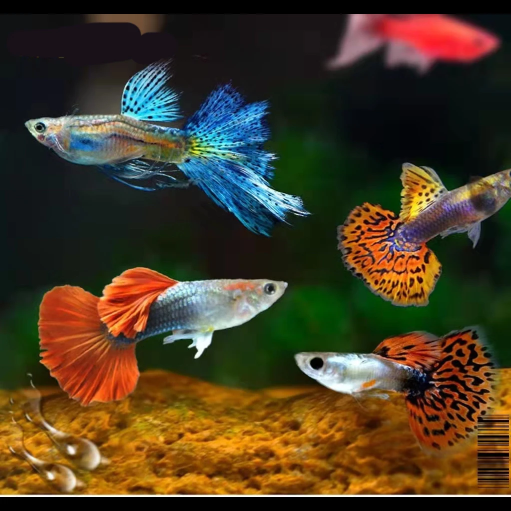 孔雀鱼直播间专属（拍开箱视频报损 无开箱视频无售后）