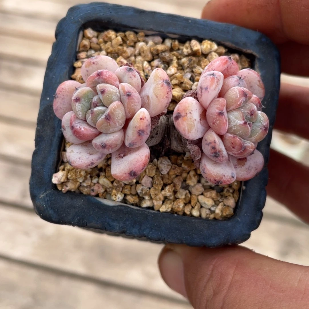 我***二雪爪啦啦啦啦啦啦