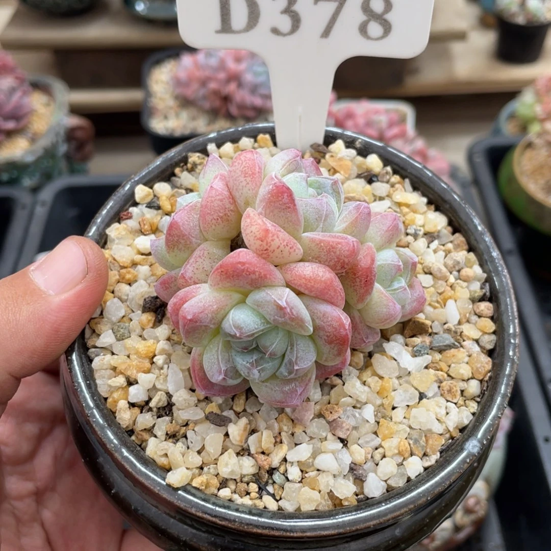 0378冰玉不带盆6厘米