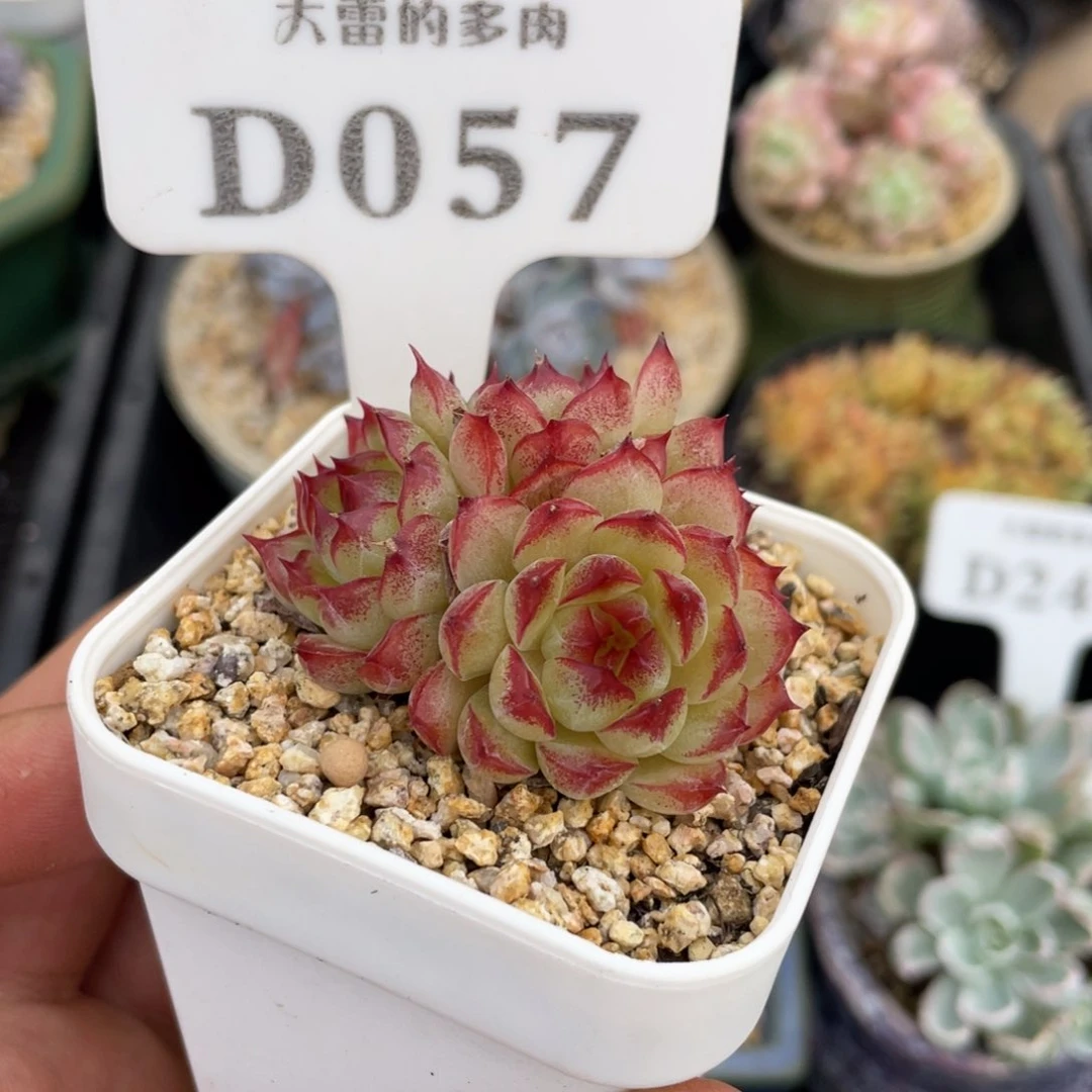 057女王玫瑰不带盆5厘米