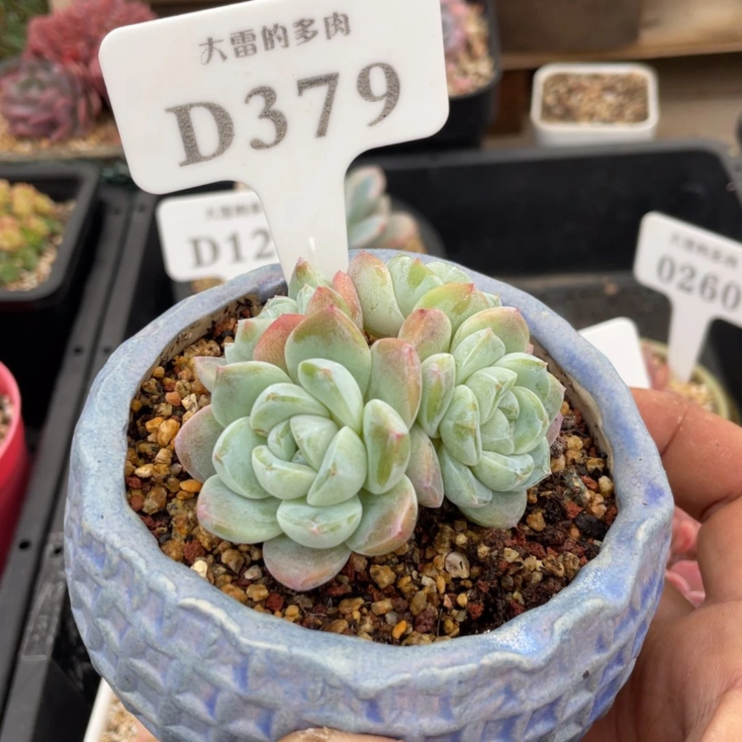 379雪媚娘不带盆7厘米