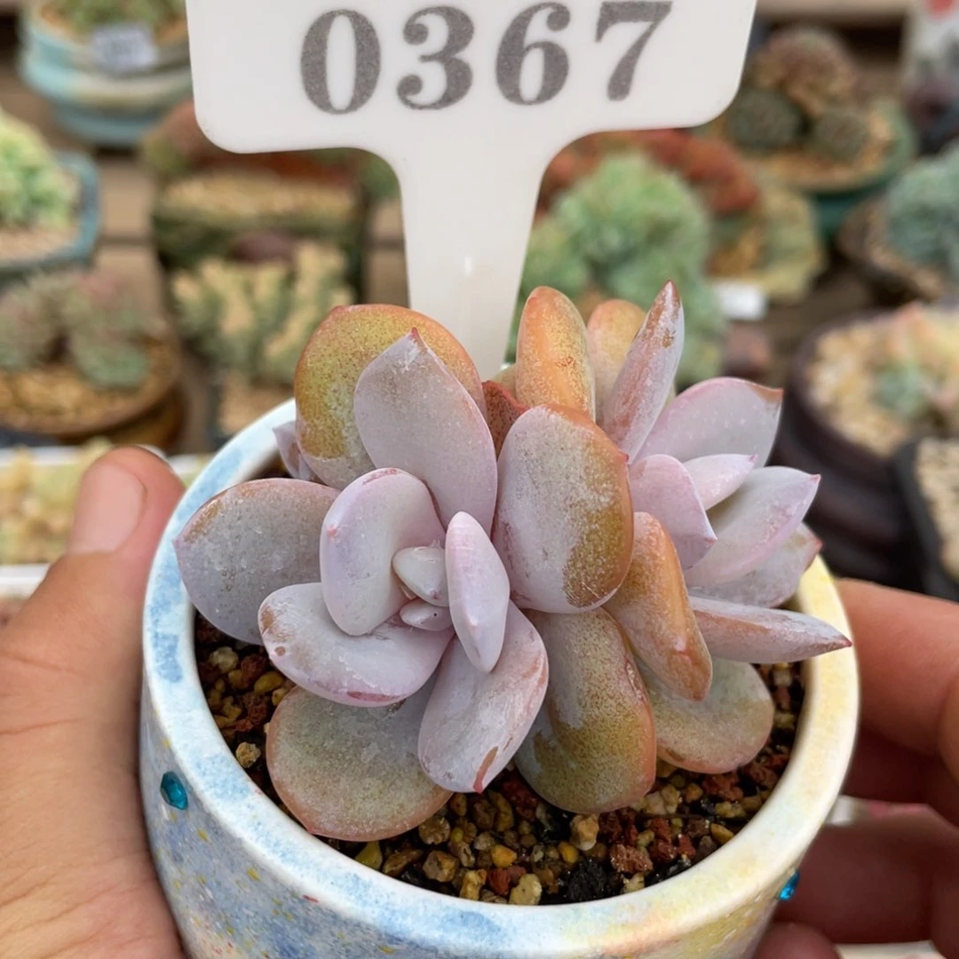 0367奶茶三头自然群
