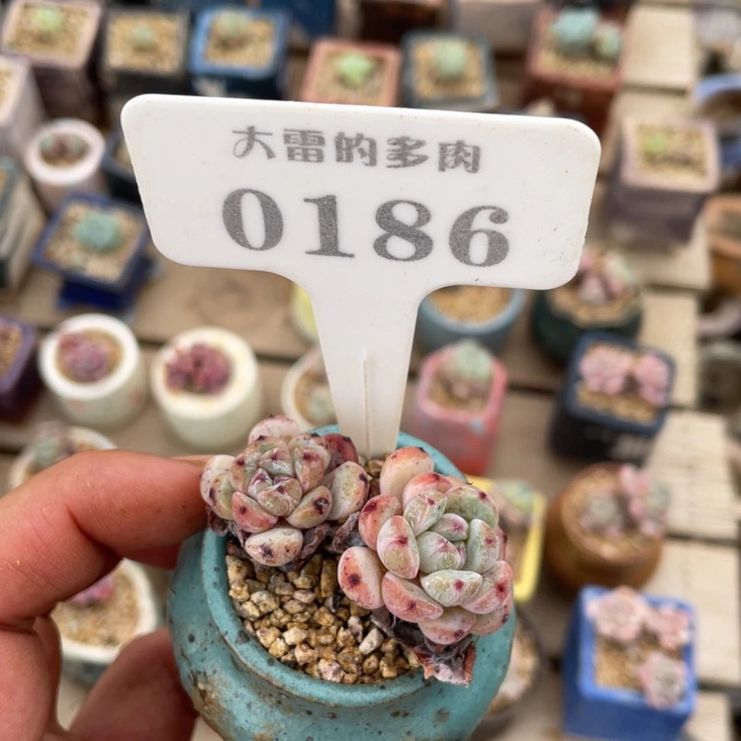 s****。0186雪爪啦啦啦啦