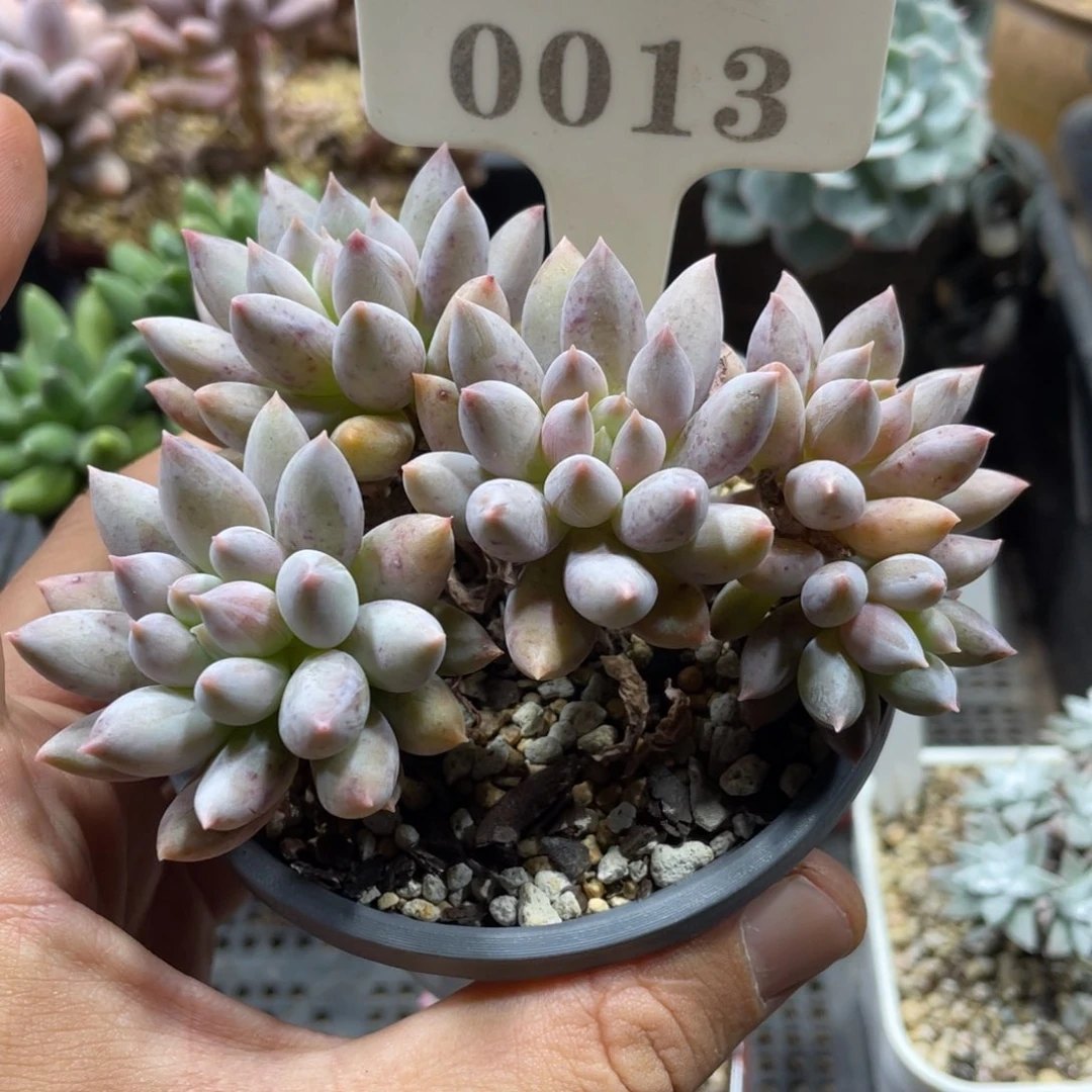 0013所罗门不带盆10厘米