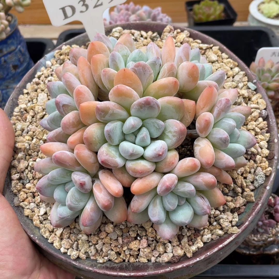 329香水不带盆15厘米