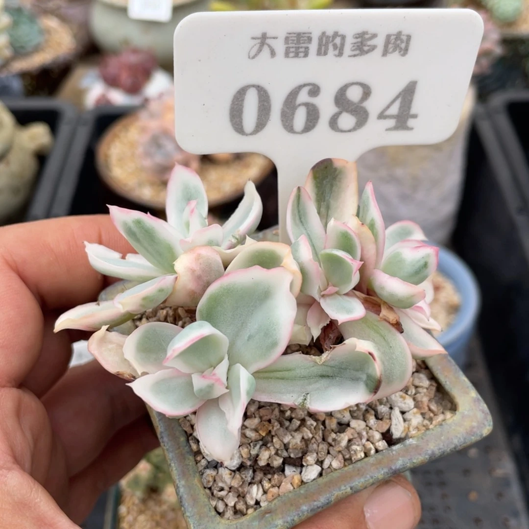 0684伯克利锦不带盆7厘米