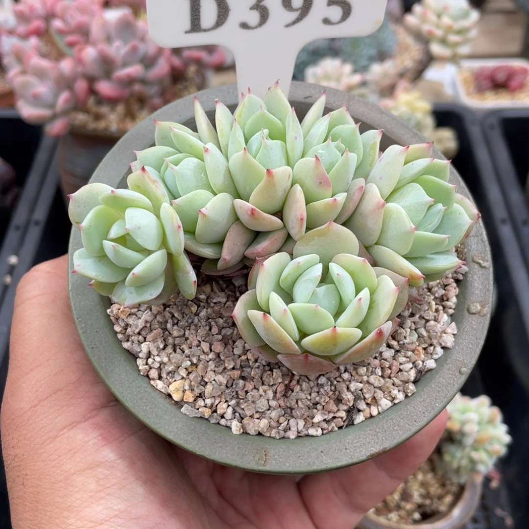 395恋曲朵朵不带盆9厘米