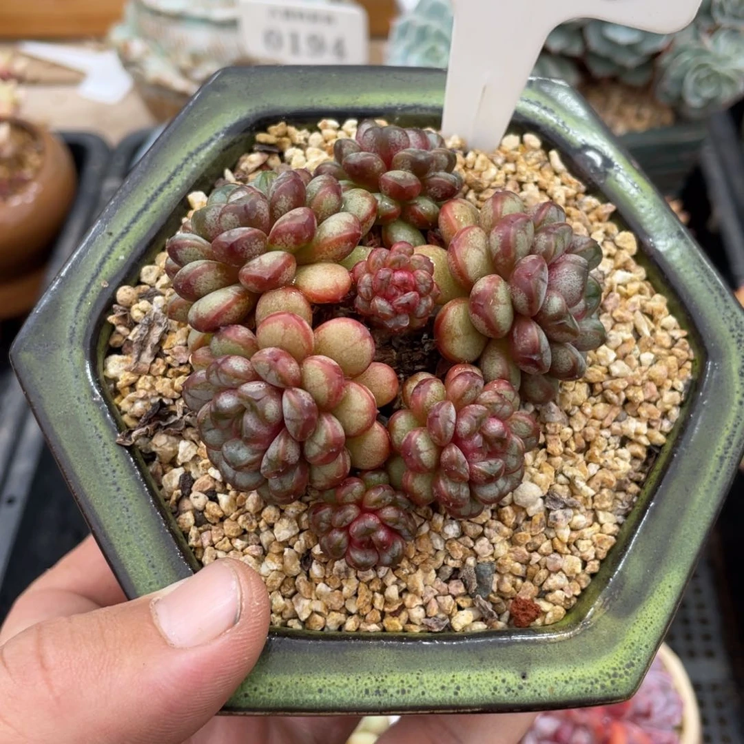 399葡萄不带盆8厘米