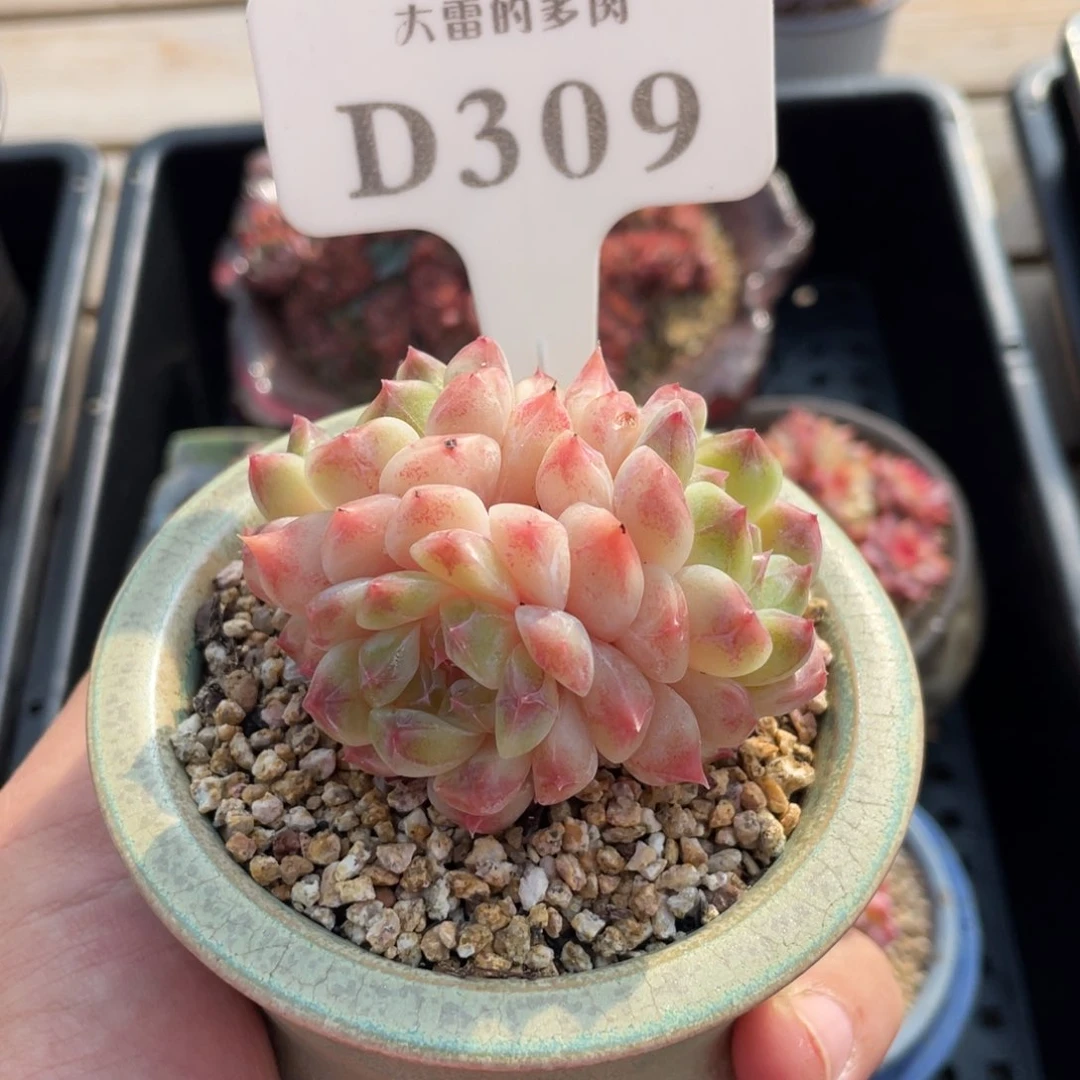 309冰魄不带盆6厘米