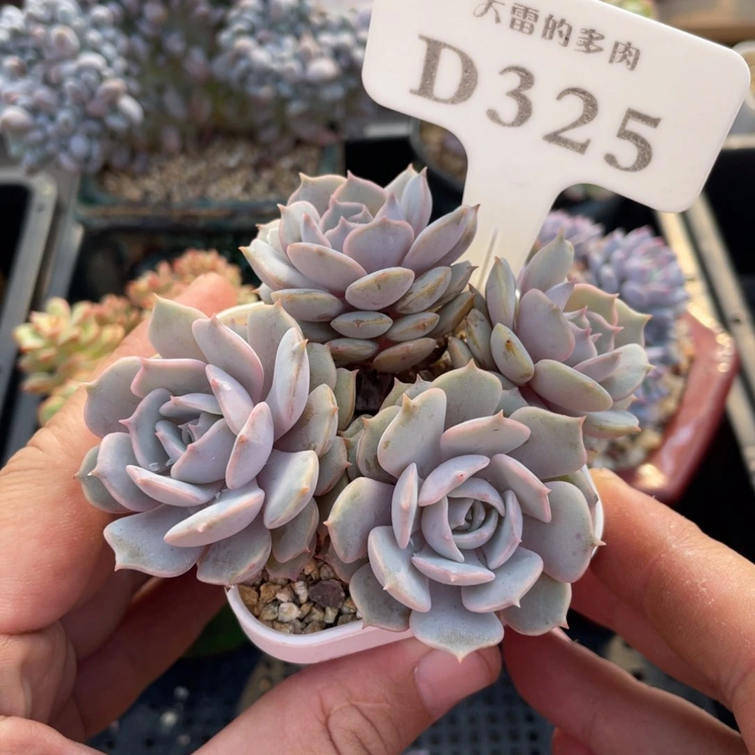 325露娜莲不带盆9厘米
