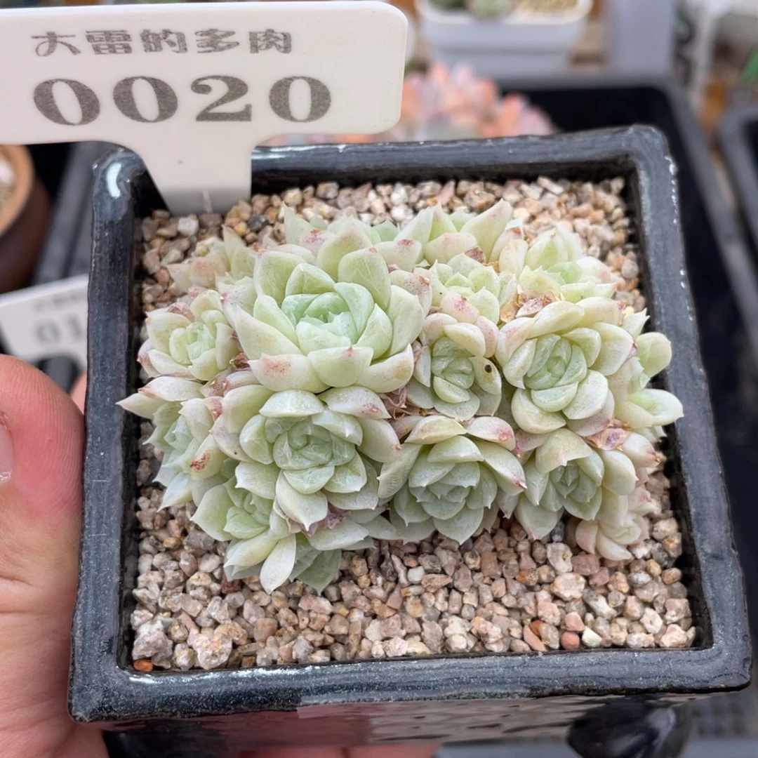 0020白月影朵朵不带盆7厘米