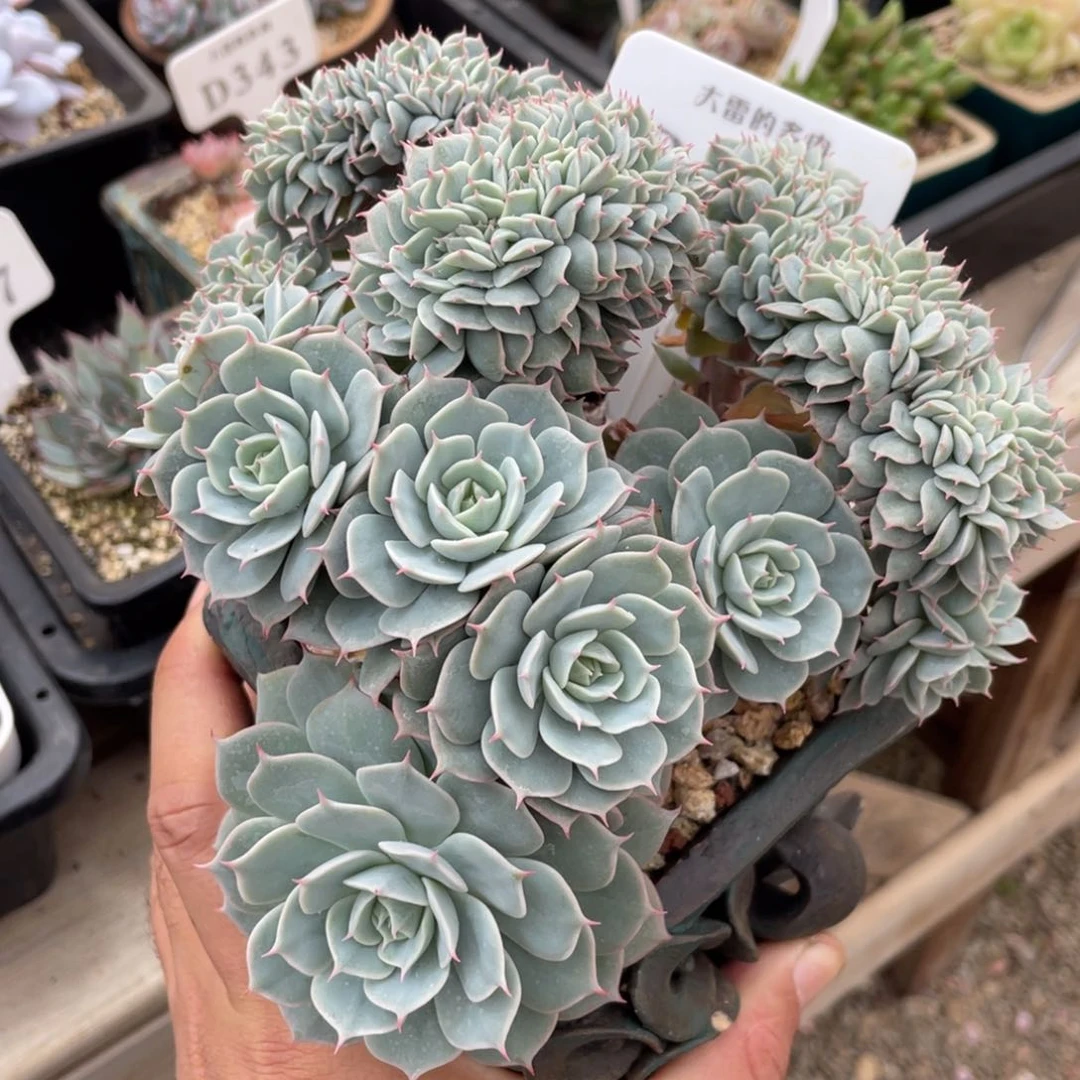 395雪域蓝光不带盆15厘米